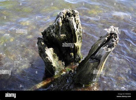 Tree Stump In The Sea Shore Stock Photo Alamy