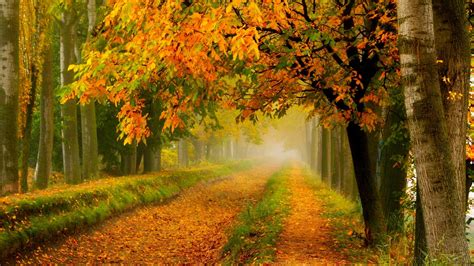 Path In The Autumn Forest Wallpaper Backiee