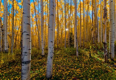 Sunset In Autumn Birch Forest