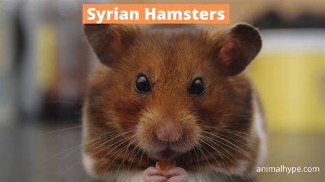 Syrian Hamster — The Ultimate Pet Guide Daily Care Food Breeding