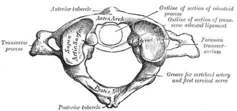 The name for the bone was derived from a deity of greek mythology called atlas. Atypical Vertebrae of the Vertebral Column | Spine | Geeky ...
