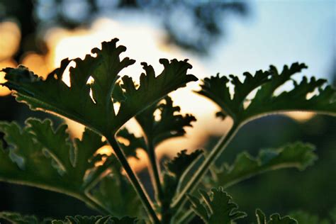 Geranium Leaves Against Sunset Sky Free Stock Photo Public Domain