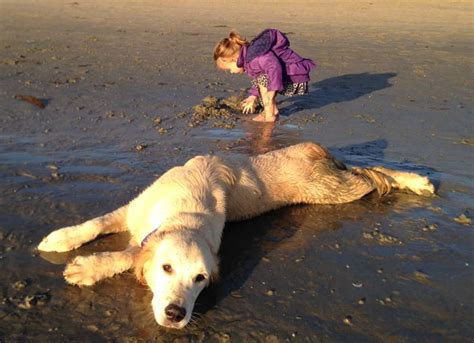 See what to expect when you choose this majestic breed. Seascape Golden Retrievers - Trained Golden Retriever ...