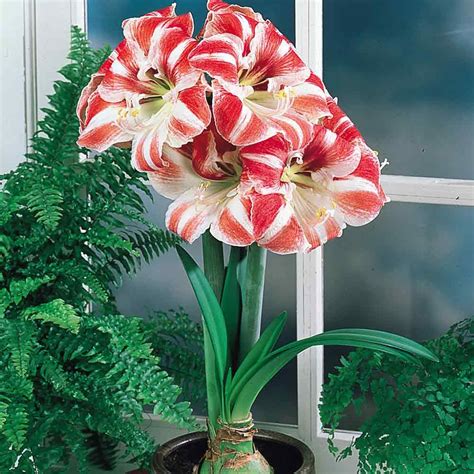 How to make christmas cactus bloom several times a year. A vibrant variety with beaming red and white petals ...