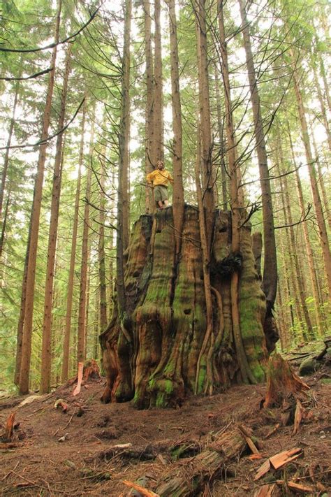 Red Cedar Stump In Vancouver Pics