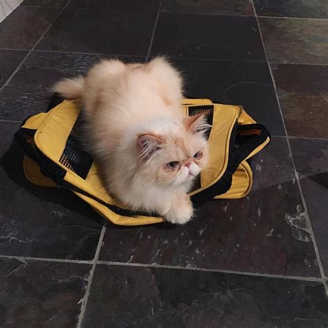 when your girlfriend gets mad and sends you packing fluffypantsdaily cat persian himalayan