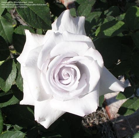 Plantfiles Pictures Hybrid Tea Rose Stainless Steel Rosa By