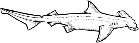 Hammerhead Shark Clipart - Cliparts.co
