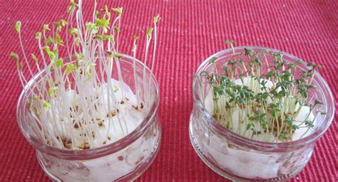 Puedes germinar las semillas de granada frescas, pero tomará mucho más tiempo si no las separas del jugo y luego las lavas bien. ¿Cuánto tiempo tardan en germinar las semillas de berro?