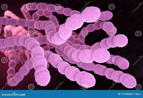 Streptococcus Pneumoniae Bacteria Stock Illustration Illustration Of