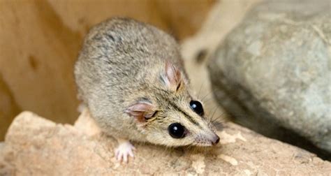 Tiny Marsupial Makes Big Impact In Queensland Australian Geographic