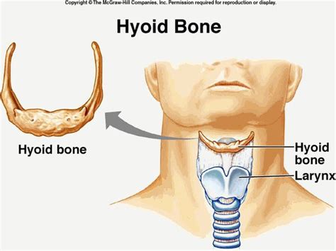 What Is The Hyoid Bone Quora