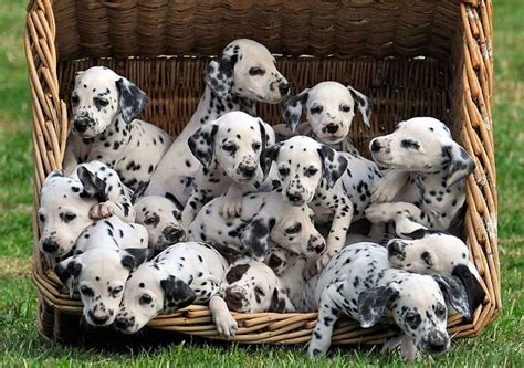 We do not have a physical location to see or pickup puppies from. 101 Dalmatians puppies lived here - Lower Marsh Farm