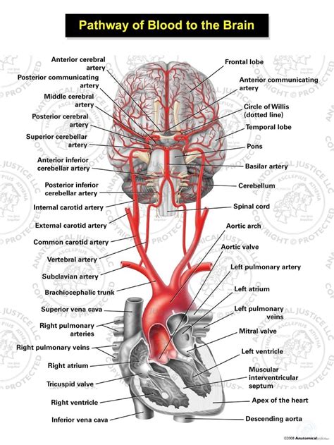 Pathway Of Blood To The Brain Illustration Anatomical Justice