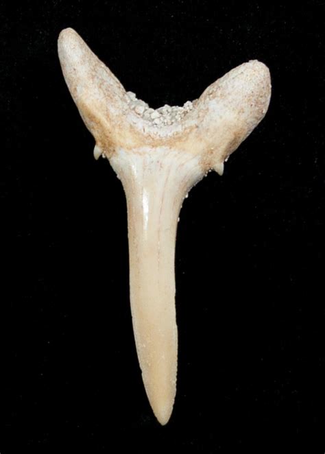 Carcharias Extinct Sand Tiger Shark Tooth Eocene 3426 For Sale