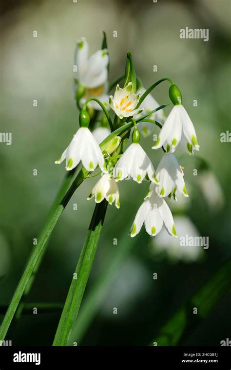 Leucojum Aestivum Gravetye Giant Summer Snowflake Gravetye Giant