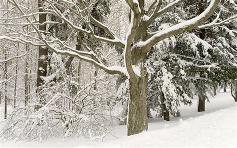 1920x1200px Free Download Hd Wallpaper Winter Snow Tree