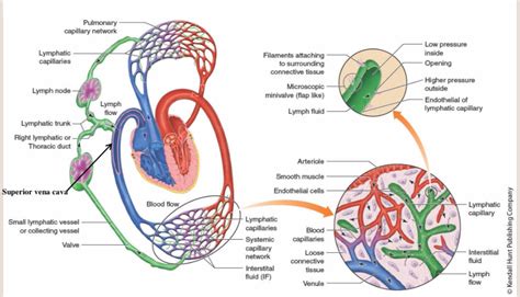 Lymph Flow Through The Lymphatic System Ending At The Heart Diagram Quizlet