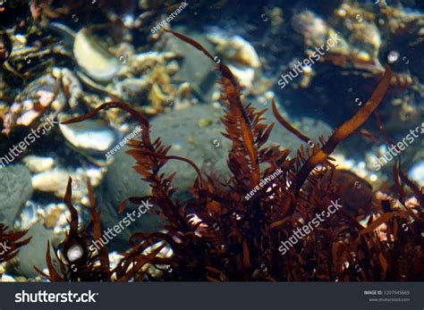 Phycoerythrin Red Algae Rhodophyta Tide Pool Foto De Stock 1207945669