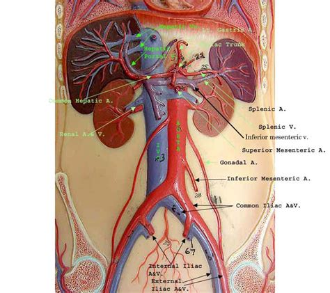 Blood Vessels Labeled Model Vascular System Models Arteries Veins