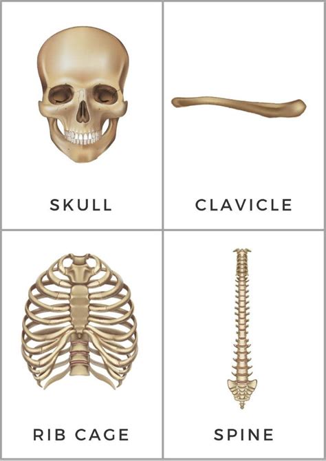 Free Printable Skeletal System Flashcards Flashcards Human Body Sexiz Pix