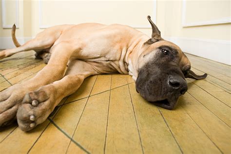 10 Calm And Lazy Large Dog Breeds Low Energy Big Dogs Large Dog