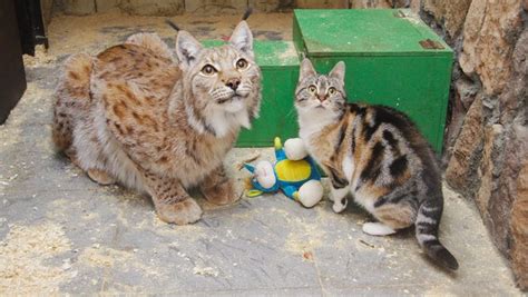 Lynx And Kitty Cat Become Fast Friends At Russian Zoo