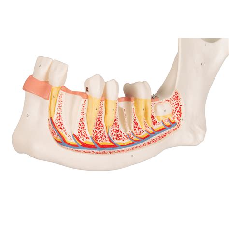 Anatomical Teaching Models Plastic Human Dental Models Half Lower