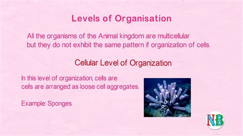 Levels Of Organizationanimal Kingdom Diversity In