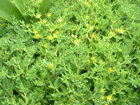 Seedum Sarmentosum Great Low Growing Ground Cover 50