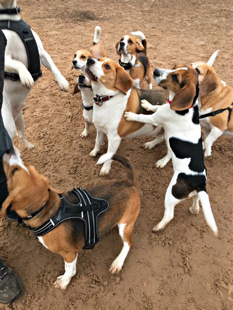 Beagle Club Breed Meet Up At Dogs Country Club Event Tickets From