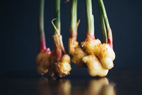 All About Planting And Growing Ginger Indoors Food Gardening Network