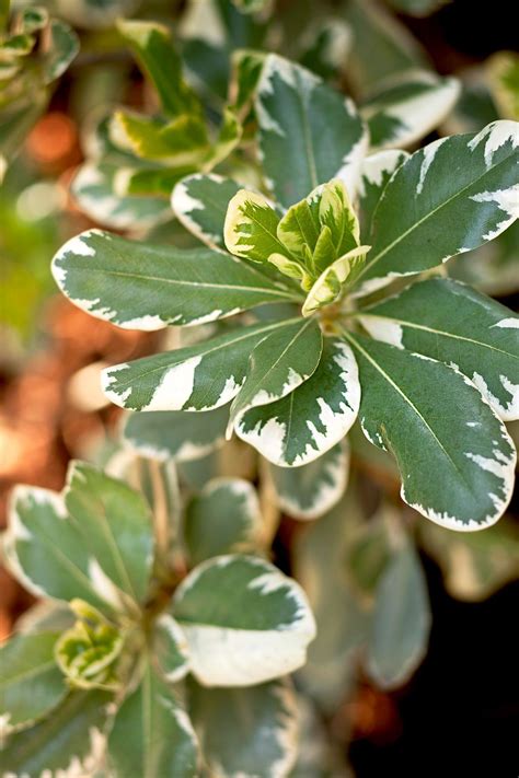 When planning a landscape or garden there are two areas that often get most of another group of evergreen shrubs suitable for hedges and screens are the cherry laurels. 15 Blooming Evergreen Shrubs That Will Add Instant Color ...