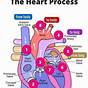 Diagram Of The Heart Anatomy And Physiology Career Step
