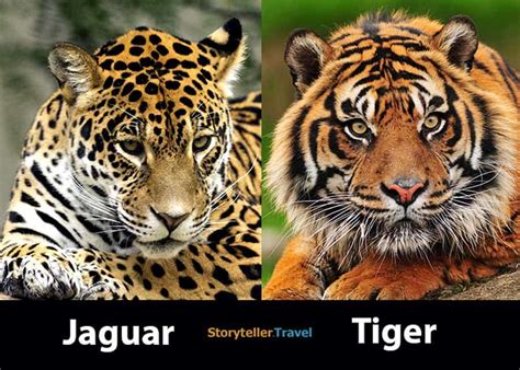 Tiger Vs Leopard Size
