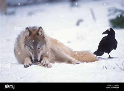 Gray Wolf Canis Lupus Feeding And Common Raven Corvus Corax In The