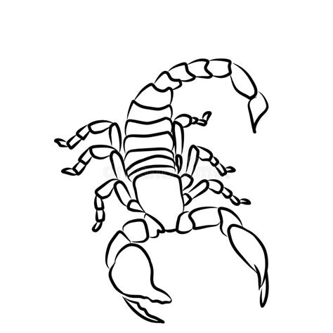 Scorpion Sketch Illustration Digital Graphic Drawing Printing Stock