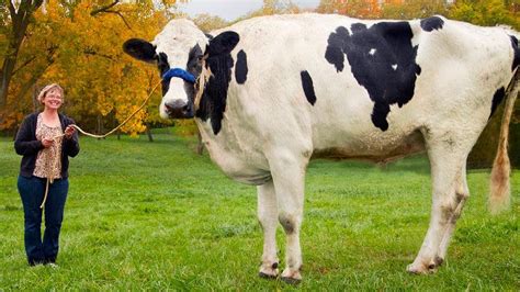 Worlds Strongest Cow