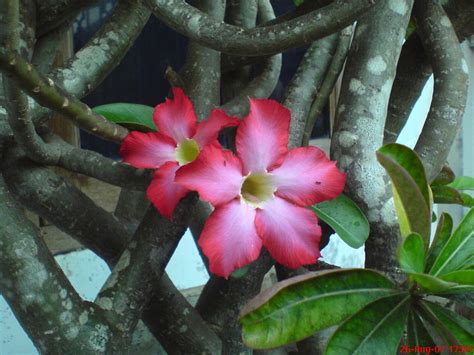 Supaya nantinya bisa membuat cantik, tidak hanya itu kita bisa. Gambar Bunga Kamboja Untuk Diwarnai - Gambar Ngetrend dan ...