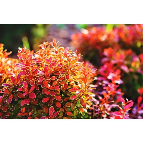 Online Orchards 1 Gal Admiration Barberry Shrub With Bright Red Leaves