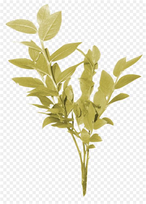 Gambar 5 variasi warna daun di desa petir rongkop gunungkidul. Paling Bagus 24+ Gambar Daun Teh Png - Richa Gambar