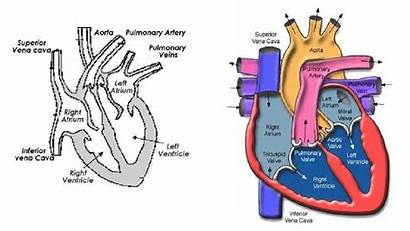 Cardiac Automaticity Learning Mechanism Objective Advertisements