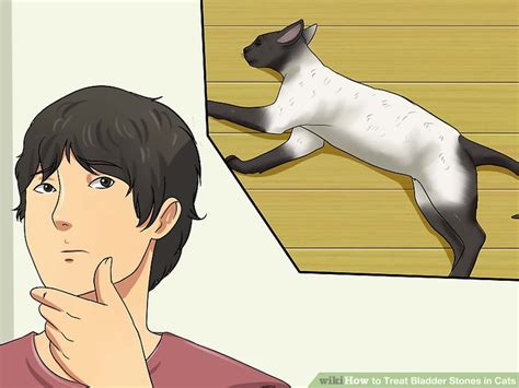 When these crystals come together, they form larger stones within the urinary system. 3 Ways to Treat Bladder Stones in Cats - wikiHow