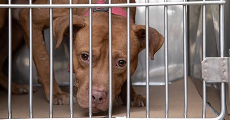 28 Dogs Rescued From Suspected Dogfighting Aspca
