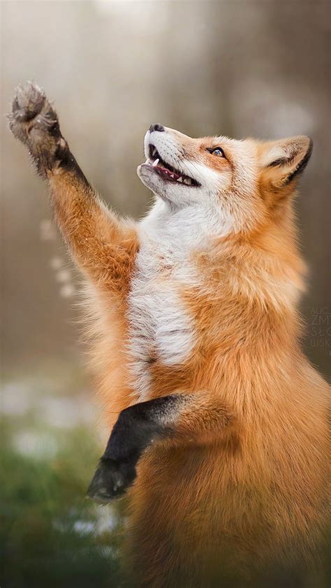 Happy Fox Foxes Animals Coyotes Wild Animal Nature Hd Phone