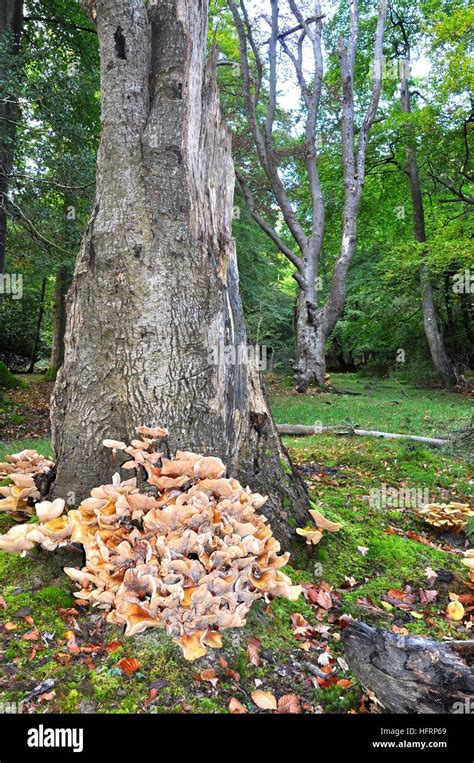 Honey Fungus Armillaria Mellea Around The Base Of An Oak