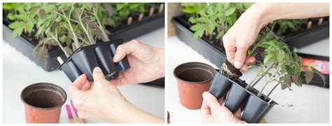 how-to-transplant-tomato-seedlings-into-larger-pots-plus-the-best-soil-to-use