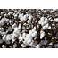 World US Cotton Production To Fall Demand Rising  Texas Farm Bureau