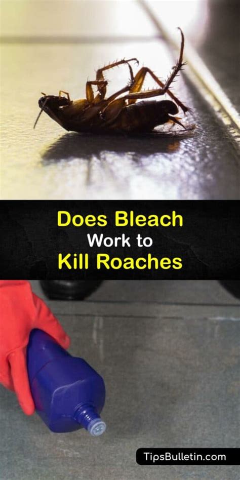 Bleach And Roaches Using Bleach On Cockroaches