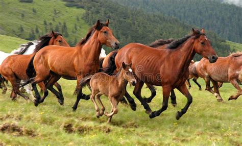 Cavalli Selvaggi Fotografia Stock Immagine Di Creatura 1062500